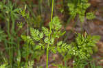 Hairyfruit chervil